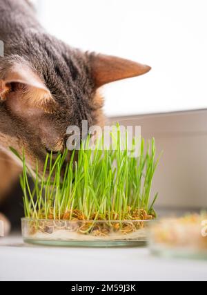 Süße abyssinische blau-beige Katze frisst Gras für die Bauchgesundheit der Haustiere auf dem Fensterbrett. Konzept der Tierpflege und gesunden Ernährung für Hauskatzen. Stockfoto