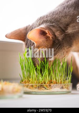 Witzige, süße abyssinische blaue Katze. Süße abyssinische blau-beige Katze frisst Gras für die Bauchgesundheit der Haustiere auf dem Fensterbrett. Konzept der Tierpflege Stockfoto