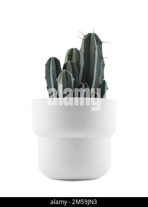 Kaktus in einem weissen Topf, isoliert auf weißem Hintergrund Stockfoto