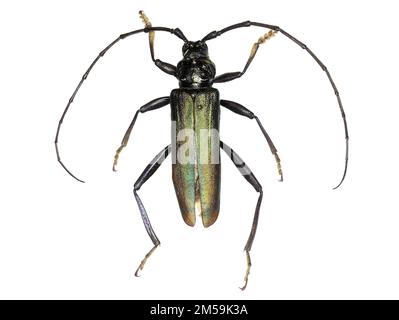 Moschuskäfer (Aromia moschata) ist eine eurasische Art des Longhornkäfers, die zur Unterfamilie Cerambycinae gehört Stockfoto