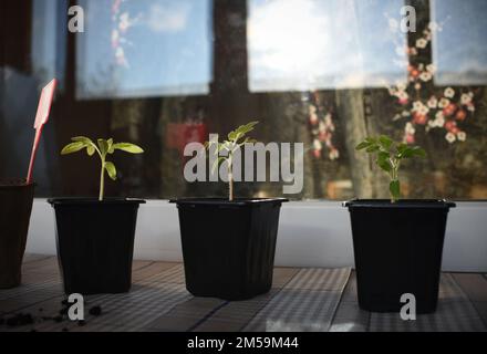 Töpfe mit Gemüse auf dem Hauptfenster Stockfoto