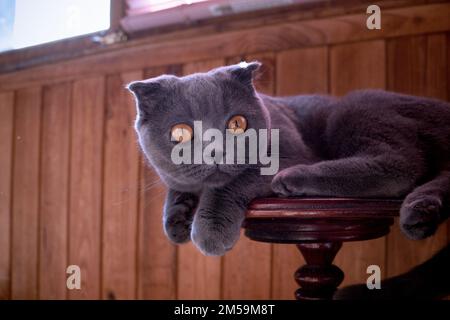 Eine grau-blaue schottische Katze mit gefalteten Ohren sitzt auf einem Holzständer am Fenster Stockfoto