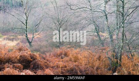 Bracken, Silberbirken und reife Wälder treffen an einem nebeligen Wintertag im Northumberland National Park in England auf offenes Moorland. Stockfoto