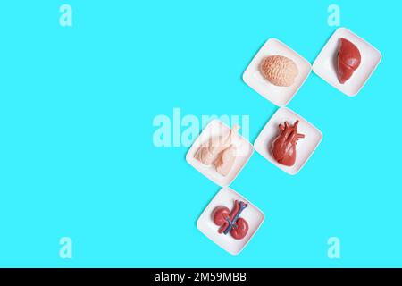 Set von inneren Organen des menschlichen Spielzeugkörpers in weißen, blau isolierten Tabletts. Kreativer anatomischer Lernhintergrund. Stockfoto