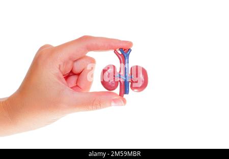 Anatomische Miniaturkopie menschlicher Niere an der Hand isoliert auf weißem Hintergrund. Anatomieunterricht mit Spielzeugmodellen: Harnsystem. Stockfoto