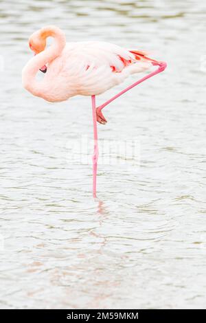 Eine Nahaufnahme eines größeren Flamingos in Winterfarben Stockfoto