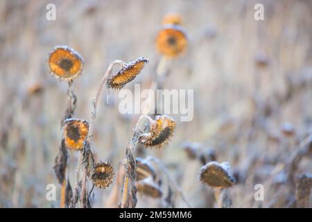 Verblasste Sonnenblumen auf einem Bauernfeld, gepflanzt, um Wildvögel zu füttern, im Winter in der englischen Landschaft Stockfoto