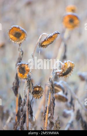 Verblasste Sonnenblumen auf einem Bauernfeld, gepflanzt, um Wildvögel zu füttern, im Winter in der englischen Landschaft Stockfoto