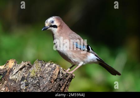 Jay Garrulus glandarius Stockfoto