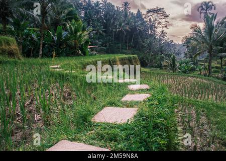 Tegallalang-Reisterrassen in Ubud auf der Insel Bali in Indonesien. Malerische kaskadierende Reisfelder mit Palmen im Hintergrund. Die Natur Stockfoto