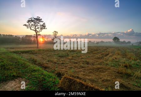 Landschaft mit geernteten Reisfeldern am Morgen mit wunderschönem Sonnenaufgang und Nebel auf grünem Gras. Neujahr. Der Sonnenaufgang des neuen Jahres. Wunderschön Stockfoto