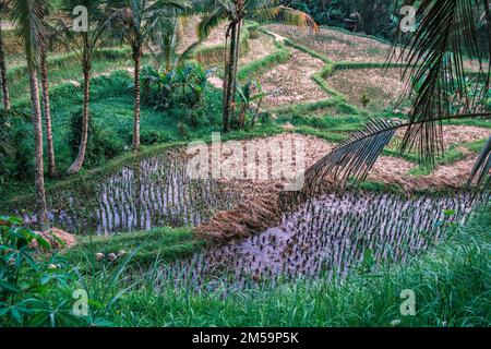 Tegallalang-Reisterrassen in Ubud auf der Insel Bali in Indonesien. Malerische kaskadierende Reisfelder mit Palmen im Hintergrund. Die Natur Stockfoto