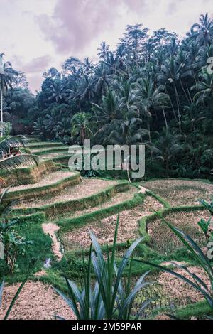 Vertikale Aufnahme der tegallalang-Reisterrassen in Ubud auf der Insel Bali in Indonesien. Malerische kaskadierende Reisfelder mit Palmen im Stockfoto