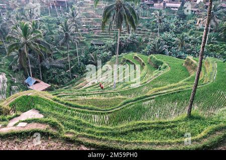 Tegallalang-Reisterrassen in Ubud auf der Insel Bali in Indonesien. Malerische kaskadierende Reisfelder mit Palmen im Hintergrund. Die Natur Stockfoto