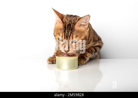 Goldene bengalische Katze mit einer Dose Dosenfutter auf weißem Hintergrund. Stockfoto