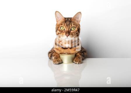 Goldene bengalische Katze mit einer Dose Dosenfutter auf weißem Hintergrund. Stockfoto