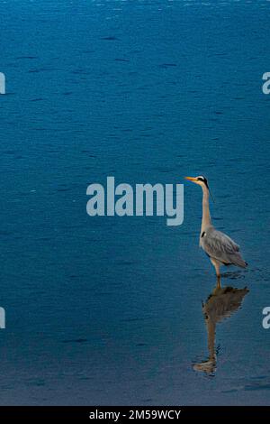 Graureiher bei Silver Sands, aberdour, Fife, schottland, großbritannien Stockfoto