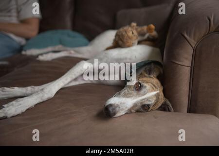 Der Windhund liegt seitlich auf einem Sofabett aus weichem braunem Leder, auch bekannt als Couch. Die Augen in leuchtenden haselnussfarbenen Farben sehen direkt nach vorne und ein weiches Spielzeug liegt auf dem Rücken des Kindes auf. Stockfoto