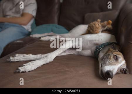 Ein ganzer Körper Windhund liegt seitlich auf dem Sofa, der Besitzer im Hintergrund. Ihre Beine sind gekreuzt, während sie sich mit einem weichen Kauspielzeug auf dem Rücken entspannt Stockfoto