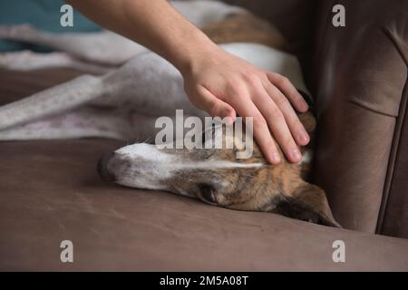 Die Besitzerin streichelt und streichelt den weißen Windhund, während er sich entspannt, auf dem weichen braunen Ledersofa oder der Couch. Kopieren Sie den Platz auf der Bildbasis Stockfoto