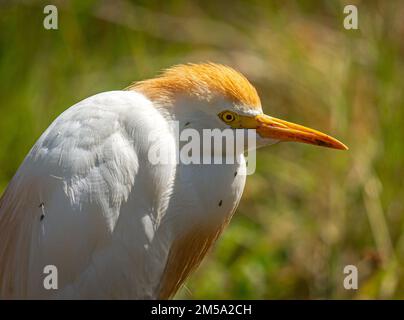 Ein Viehhirn steht auf einem grasbedeckten Feld in Florida und jagt Grashüpfer und andere Insekten. Stockfoto