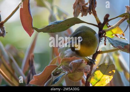 Sri Lanka Weißauge oder Zosterops ceylonensis eine endemische Art Sri Lankas. Stockfoto