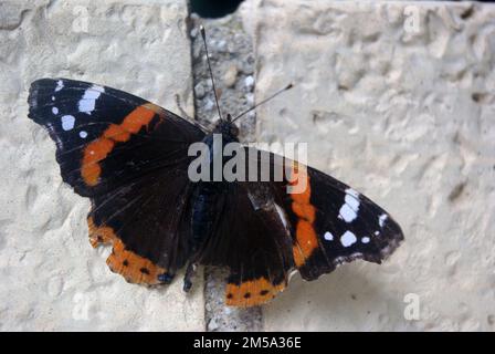 Vanessa atalanta, die rote Admiral oder, zuvor, der rote bewundernswerte Schmetterling Stockfoto