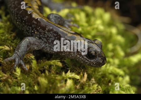 Detaillierte Nahaufnahme auf einem langockigen Salamander der Pazifikküste, Ambystoma macrodactylum auf grünem Moos Stockfoto