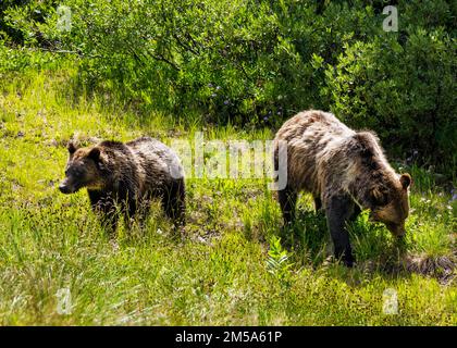 Weibliche (Sau-)Grizzlybärin (Ursus arctos horribilis) mit Jungsauen; Togwotee-Pass; 9.655 Fuß; kontinentale Wasserscheide; Absaroka Mountains; Wyoming; USA Stockfoto