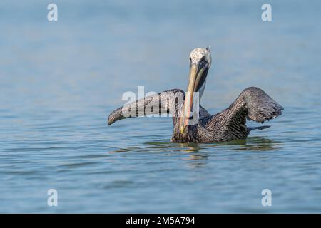 Ein Brown Pelican (Pelecanus occidentalis), der auf der Meeresoberfläche schwimmt, erstreckt sich in der Nähe der Florida Keys, USA. Stockfoto