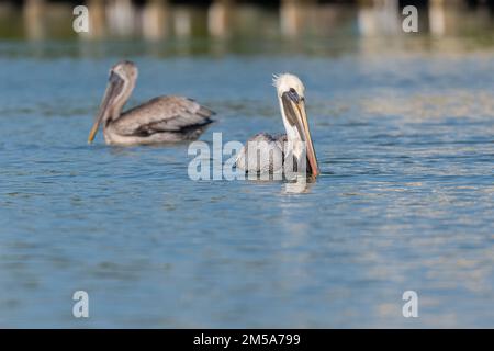 Braune Pelikane (Pelecanus occidentalis), die auf der Meeresoberfläche in der Nähe der Florida Keys, USA, schwimmen. Stockfoto