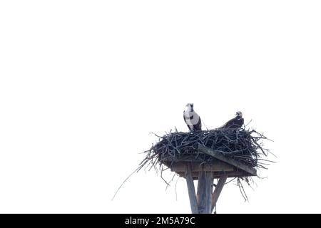 Ein Nistpaar Osprey (Pandion haliaetus) auf einer künstlichen Nistplattform in den Florida Keys, USA. Stockfoto