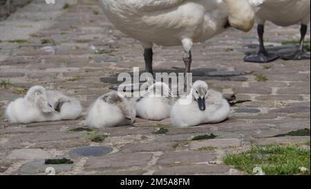 Ein wunderschönes Bild von einer Herde Entenküken, die auf dem Boden sitzen Stockfoto