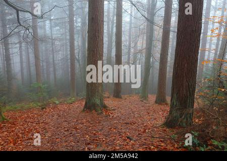 Nebeliger Wintertag im Hamsterley Forest. County Durham, England, Großbritannien. Stockfoto