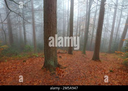 Nebeliger Wintertag im Hamsterley Forest. County Durham, England, Großbritannien. Stockfoto