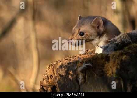 Buchenmarder oder Martes foina, auch bekannt als Steinmarder oder Weißbrustmarder Stockfoto