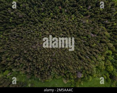 Blick von oben auf den grünen Wald, Waldfoto. Die Drohne fliegt über Kiefern Stockfoto