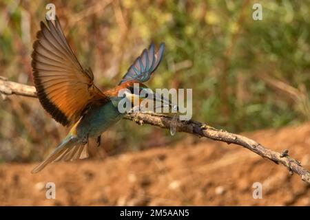 Europäischer Bienenfresser oder Merops Apiaste fliegt mit schleppenden Tötungen Stockfoto