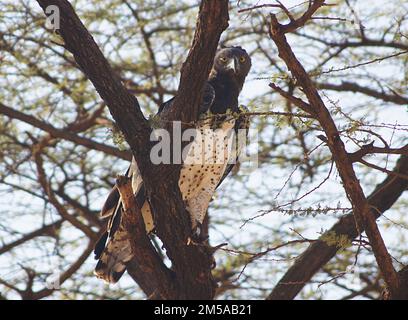 Schwarzer Kasten, Schlangenadler, Samburu, Kenia Stockfoto