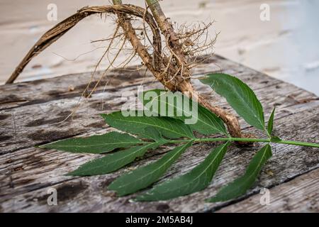 Wurzel- und Blattgemüse von Sambucus ebulus, auch bekannt als Danewort, dänen-Unkraut, Danesblut, Zwergältester oder europäischer Zwergältester, Walnuss, Zwergholzbeere Stockfoto