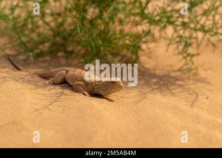 Secret Toadhead Agama oder Phrynocephalus mystaceus. Krötenkopf-Agama Stockfoto