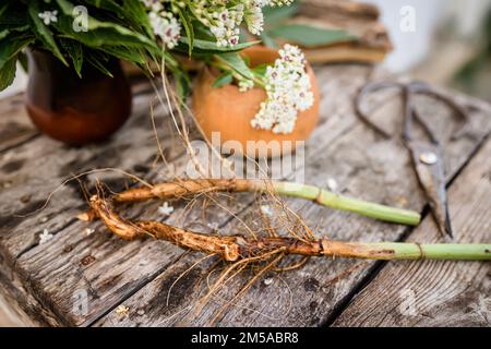 Wurzel- und Blattgemüse von Sambucus ebulus, auch bekannt als Danewürze, dänen-Unkraut, Danesblut, Walnuss, Zwerg-Holunderbeere, Pulver aus der Wurzel in einem Holzmörtel mit Stockfoto