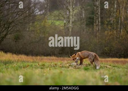 Fuchs und seine Beute im böhmischen Mähren Hochland Stockfoto