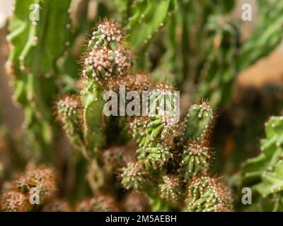 Cereus repandus, Cereus peruvianus oder peruanischer Apfelkaktus. Natürlicher Hintergrund mit Stachelpflanze. Stockfoto