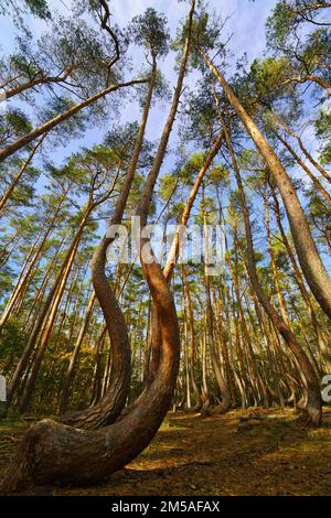 Der Blick in die Baumwipfel, magische Korkenzieher-Kiefern. Hintergrund der Untersicht. Baumkronen, die den Himmel umrahmen. Die Kiefernspitzen von Low Angle. Tre Stockfoto