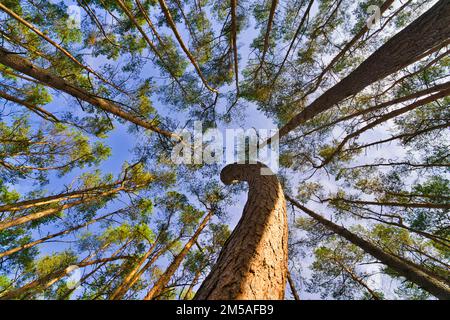 Der Blick in die Baumwipfel, magische Korkenzieher-Kiefern. Hintergrund der Untersicht. Baumkronen, die den Himmel umrahmen. Die Kiefernspitzen von Low Angle. Tre Stockfoto