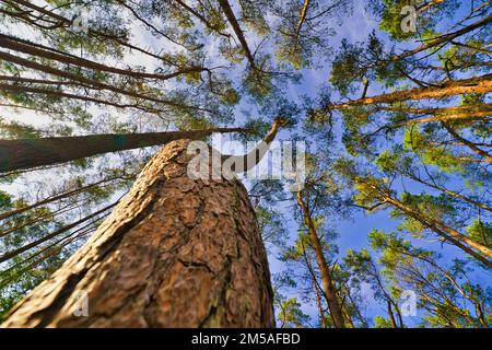 Der Blick in die Baumwipfel, magische Korkenzieher-Kiefern. Hintergrund der Untersicht. Baumkronen, die den Himmel umrahmen. Die Kiefernspitzen von Low Angle. Tre Stockfoto