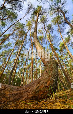 Der Blick in die Baumwipfel, magische Korkenzieher-Kiefern. Hintergrund der Untersicht. Baumkronen, die den Himmel umrahmen. Die Kiefernspitzen von Low Angle. Tre Stockfoto