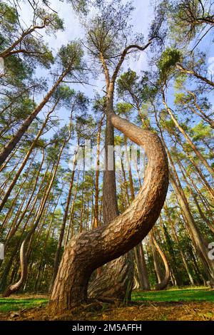 Der Blick in die Baumwipfel, magische Korkenzieher-Kiefern. Hintergrund der Untersicht. Baumkronen, die den Himmel umrahmen. Die Kiefernspitzen von Low Angle. Tre Stockfoto