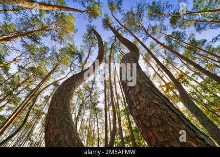 Der Blick in die Baumwipfel, magische Korkenzieher-Kiefern. Hintergrund der Untersicht. Baumkronen, die den Himmel umrahmen. Die Kiefernspitzen von Low Angle. Tre Stockfoto